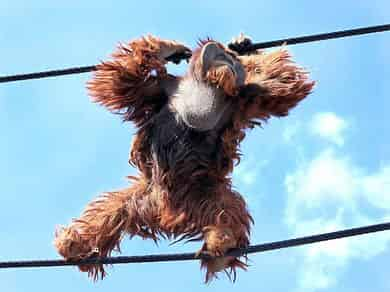 動物図鑑・スマトラオランウータン